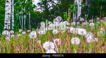 Weiß Löwenzahn Blumen blühen auf einer Wiese Stockfoto