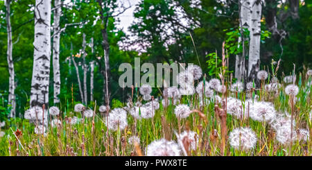 Weiß Löwenzahn Blumen gedeihen in einige Gräser Stockfoto