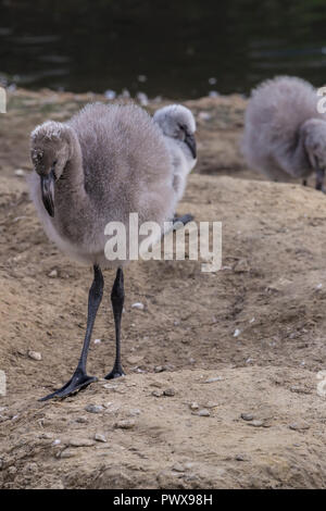 Verwaiste chilenische Flamingos Flamingo Küken durch die Anden aufgezogen in Slimbridge Stockfoto
