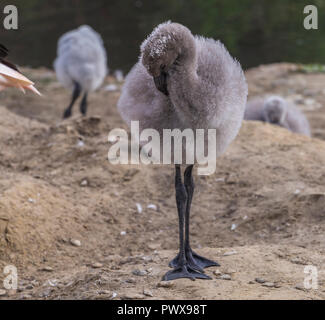 Verwaiste chilenische Flamingos Flamingo Küken durch die Anden aufgezogen in Slimbridge Stockfoto