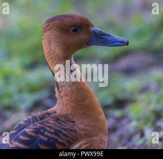 Fulvous Pfeifen Ente in Slimbridge Stockfoto