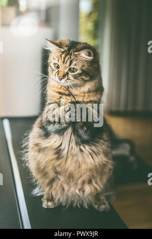 Flauschige Katze mit lustigen Gesicht sitzt auf seinen Hinterbeinen und hält getrocknetes Gras in seiner vorderen Pfoten im Wohnzimmer. Stockfoto