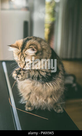 Flauschige Katze sitzt auf seinen Hinterbeinen und hält Gras in seine Vorderpfoten und Kauen ist es, Indoor. Lustige Katze spielt Stockfoto