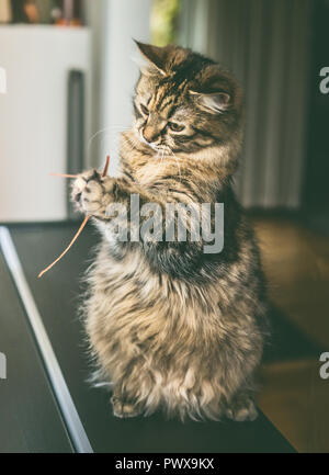 Lustig flauschige Katze sitzt auf seinen Hinterbeinen und hält getrocknetes Gras in seiner vorderen Pfoten, Indoor. Katze Stockfoto