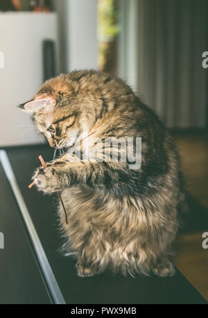 Flauschige Katze sitzt auf seinen Hinterbeinen und hält Gras in seiner vorderen Pfoten, Indoor. Lustige Katze spielt. Sibirische Katze Stockfoto