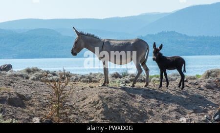 Mutter und Baby Esel stehend auf Sand Hill Stockfoto