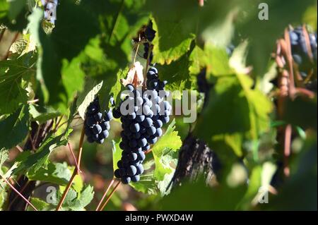 Sangiovese Weinlese in den Weingärten der Tenuta San Fabiano Conti Borghini Baldovinetti, Strada del Vino Terre di Arezzo, Arezzo, Tus Stockfoto