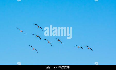 Acht flamingos Fliegen in den Himmel mit Flügel Stockfoto