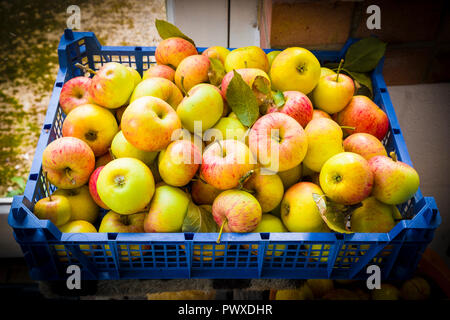 Eine Kiste von windfall Sonnenuntergang essen Äpfel gesammelt nach orkanböen in Wiltshire UK Stockfoto