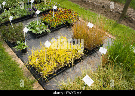 Ein ordentliches Verkaufsdisplay im Mead Nursery in Wiltshire UK mit einem goldenen Carex Gras und anderen Pflanzen. Beachten Sie Unkrautfreie und leicht zugängliche Jungpflanzen Stockfoto