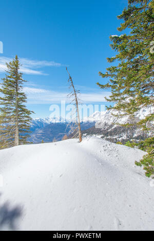 Tot Lone Pine Tree Standing im Schnee, von Pinien- und Fichtenwald umgeben, frischem Pulver auf einer vollkommen blau Ende des Winters Tag. Stockfoto