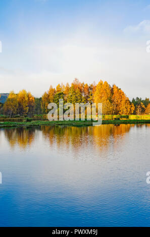 Am späten Nachmittag im Herbst Sonnenschein auf Bäume in See am Rothiemurchus Fischerei, von Aviemore, Cairngorms National Park, Scottish Highlands Schottland wider Stockfoto