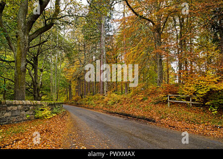 Schöne Herbstfarben auf Rothiemurchus Estate, von Bäumen gesäumten Landstraße in der Nähe von Aviemore, Inverdruie, Cairngorms National Park, in den schottischen Highlands. Stockfoto