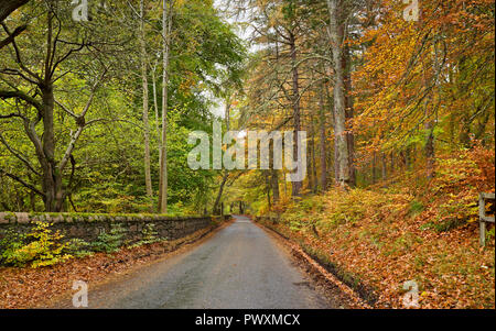 Schöne Herbstfarben auf Rothiemurchus Estate, von Bäumen gesäumten Landstraße in der Nähe von Aviemore, Inverdruie, Cairngorms National Park, in den schottischen Highlands. Stockfoto