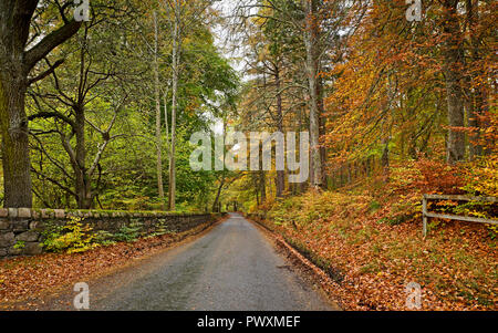 Schöne Herbstfarben auf Rothiemurchus Estate, von Bäumen gesäumten Landstraße in der Nähe von Aviemore, Inverdruie, Cairngorms National Park, in den schottischen Highlands. Stockfoto