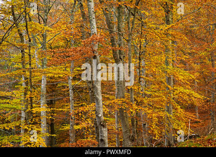 Buntes Herbstlaub auf Birken in Rothiemurchus Estate woodland, Inverdruie, in der Nähe von Aviemore, Cairngorms National Park, Scottish Highlands GROSSBRITANNIEN. Stockfoto