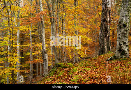 Herbst Wald am Hang, Rothiemurchus, Inverdruie, in der Nähe von Aviemore, Cairngorms National Park, Laub auf Waldboden, Scottish Highlands GROSSBRITANNIEN. Stockfoto
