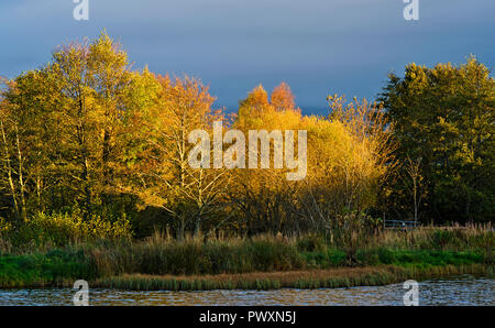 Lebendige Farben des Herbstes im späten Nachmittag Licht im Gestrüpp der Bäume zu Rothiemurchus Fischerei von Aviemore, Cairngorms National Park, Scottish Highlands GROSSBRITANNIEN. Stockfoto