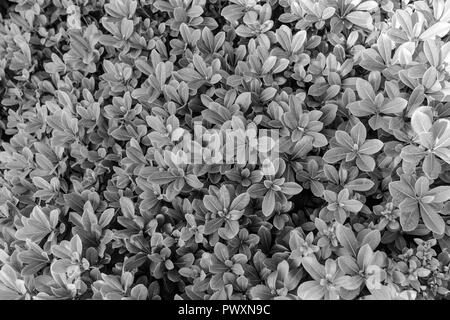 Die faszinierenden und fröhlichen Farben der Natur um uns herum, Athen, Griechenland Stockfoto