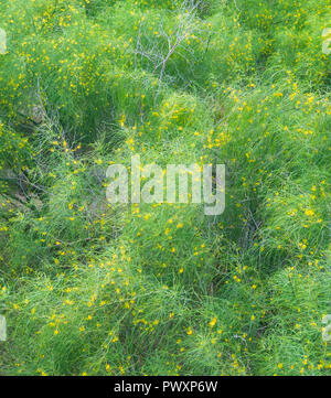 Die faszinierenden und fröhlichen Farben der Natur um uns herum, Athen, Griechenland Stockfoto