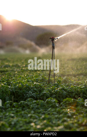 Sprinklerschutz in Aktion während der Bewässerung der Basil in einem Sommer Sonnenuntergang Stockfoto