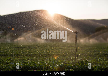 Sprinklerschutz in Aktion während der Bewässerung der Basil in einem Sommer Sonnenuntergang Stockfoto