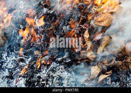 Feuer im Garten. Brennende Herbstblätter Stockfoto