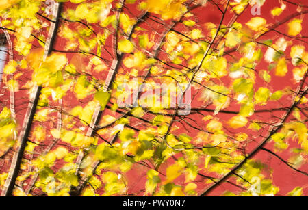 Frankfurt am Main, Deutschland. Okt, 2018 18. Ein Windstoß reist durch autumnally verfärbte Blätter auf einer Linde vor der Roten Wand einer Schule (Aufnahme mit längerer Belichtungszeit). Foto: Frank Rumpenhorst/dpa/Alamy leben Nachrichten Stockfoto