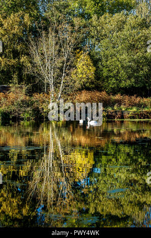 Bolton, Lancashire, UK, 18. Okt 2018. Einen herrlichen sonnigen Herbsttag am Moses Gate Country Park, Bolton, Lancashire. Ein paar Schwäne am Nachmittag das Sonnenlicht auf eine Ausdehnung des Manchester, Bolton und Bury Canal wider. Bild von der Credit: Paul Heyes/Alamy leben Nachrichten Stockfoto