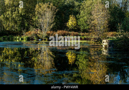 Bolton, Lancashire, UK, 18. Okt 2018. Einen herrlichen sonnigen Herbsttag am Moses Gate Country Park, Bolton, Lancashire. Ein paar Schwäne am Nachmittag das Sonnenlicht auf eine Ausdehnung des Manchester, Bolton und Bury Canal wider. Bild von der Credit: Paul Heyes/Alamy leben Nachrichten Stockfoto