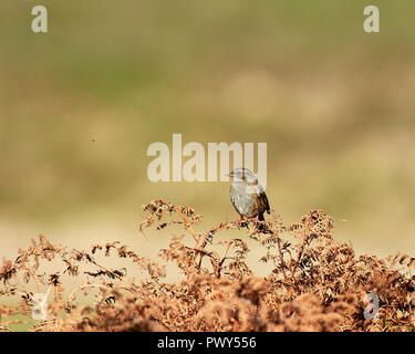 Ogmore von Meer, Wales, UK. 18. Oktober 2018, ein Dunnock (Phasianus colchicus) Sitzstangen auf Rost farbigen Bracken und badet in der warmen herbstlichen Sonne als er ernährt sich von vorbei Fliegen und Mücken, Ogmore vom Meer aus Großbritannien. Credit: Phillip Thomas/Alamy leben Nachrichten Stockfoto