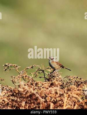 Ogmore von Meer, Wales, UK. 18. Oktober 2018, ein Dunnock (Phasianus colchicus) Sitzstangen auf Rost farbigen Bracken und badet in der warmen herbstlichen Sonne, Ogmore vom Meer aus Großbritannien. Credit: Phillip Thomas/Alamy leben Nachrichten Stockfoto