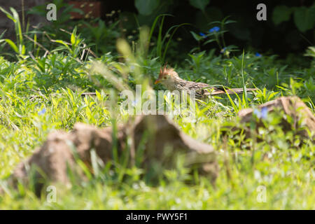 Asunción, Paraguay. Okt, 2018 18. Vogel Aktivität gesehen nach Morgen regen in Asuncion. Ein guira Kuckucks (Guira guira) Grünfutter für Lebensmittel auf dem Gras Boden, während der sonnigen Intervall in Paraguays Hauptstadt gesehen. Credit: Andre M. Chang/ARDUOPRESS/Alamy leben Nachrichten Stockfoto