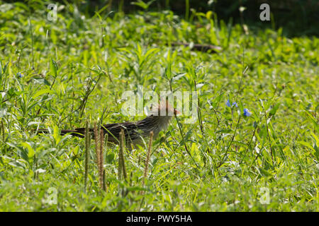 Asunción, Paraguay. Okt, 2018 18. Vogel Aktivität gesehen nach Morgen regen in Asuncion. Ein guira Kuckucks (Guira guira) Grünfutter für Lebensmittel auf dem Gras Boden, während der sonnigen Intervall in Paraguays Hauptstadt gesehen. Credit: Andre M. Chang/ARDUOPRESS/Alamy leben Nachrichten Stockfoto