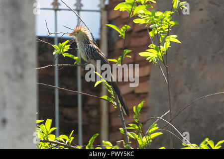 Asunción, Paraguay. Okt, 2018 18. Vogel Aktivität gesehen nach Morgen regen in Asuncion. Ein guira Kuckucks (Guira guira) Grünfutter für Lebensmittel unter den Ast ab, während der sonnigen Intervall in Paraguays Hauptstadt gesehen. Credit: Andre M. Chang/ARDUOPRESS/Alamy leben Nachrichten Stockfoto