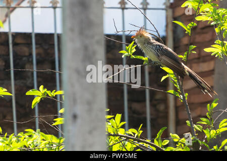 Asunción, Paraguay. Okt, 2018 18. Vogel Aktivität gesehen nach Morgen regen in Asuncion. Ein guira Kuckucks (Guira guira) Grünfutter für Lebensmittel unter den Ast ab, während der sonnigen Intervall in Paraguays Hauptstadt gesehen. Credit: Andre M. Chang/ARDUOPRESS/Alamy leben Nachrichten Stockfoto