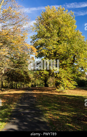 Barnett Demesne, Belfast, Nordirland, 18. Oktober, 2018. UK Wetter: Nach einem kühlen Start in den Tag ein sonnigen Nachmittag mit Temperaturen 13 c. Schöne Herbstfarben in Barnett Demesne pubic Park im Süden von Belfast. Credit: Ian Proctor/Alamy leben Nachrichten Stockfoto