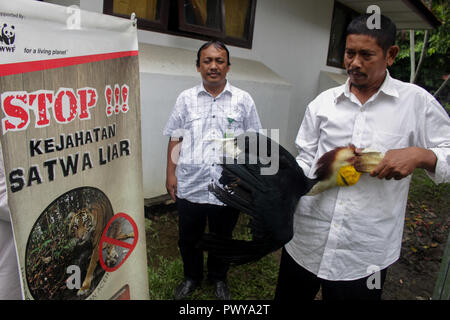 Lhokseumawe, Aceh, Indonesien. Okt, 2018 18. Eine Aceros Undulatus gesehen werden, die von den indonesischen natürlichen Ressourcen Conservation Agency (Bksda) Offiziere behandelt, bevor Sie Freigeben, um das wild wieder. Die Bevölkerung von Aceh über 3 geschützte Vögel an die indonesische BKSDA Offiziere übergeben, nämlich zwei Nashornvögel und einem aceros Undulatus, die als fast ausgestorben war aufgrund der unverantwortlichen Jagd auf Menschen. Credit: Maskur hat/SOPA Images/ZUMA Draht/Alamy leben Nachrichten Stockfoto