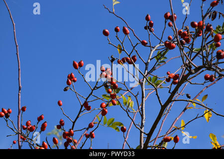 Big Wild Rose hip Strauch im Herbst, Hagebutte auch als Rose haw Früchte Anfang Oktober auf Zweige vor dem azurblauen Himmel Stockfoto