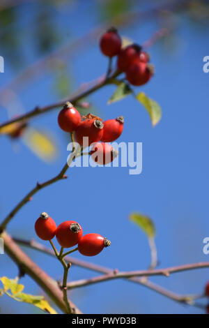 Rose hip auch als Rose haw Früchte Anfang Oktober auf Zweige vor dem azurblauen Himmel, Detail shot reifer Hund rose Stockfoto