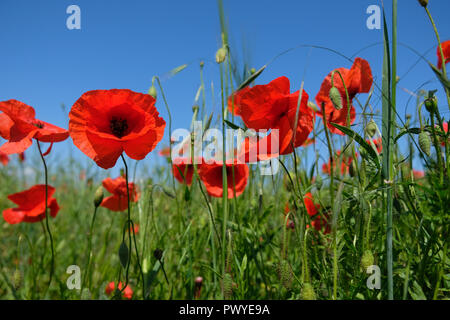 Roter Mohn in einem Feld von unten gegen den blauen Himmel fotografiert. Stockfoto