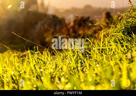 Morgentau auf Gras Konzept Stockfoto