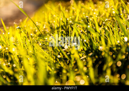 Morgentau auf Gras Konzept Stockfoto