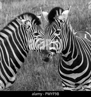 Zwei schwarz-weiß gestreiften Chapman Zebras, in Schwarz-Weiß bei Port Lympne Safari Park, Ashford, Kent UK fotografiert. Stockfoto