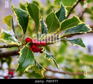 Bunte Stechpalme Madame Briot Stockfoto