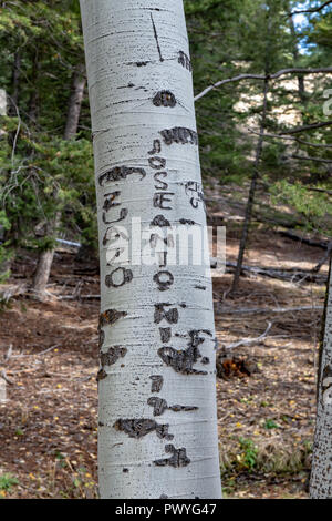 Arborglyphs sind Schnitzereien Eingeätzt in die Rinde von Aspen von Lonely sheepherders in Idaho Stockfoto