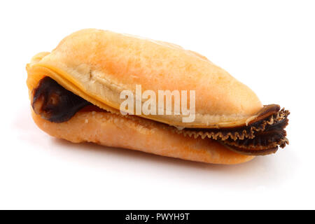 Eine Muschel ohne Schale auf weißem Hintergrund. Stockfoto