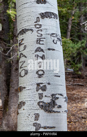 Arborglyphs sind Schnitzereien Eingeätzt in die Rinde von Aspen von Lonely sheepherders in Idaho Stockfoto