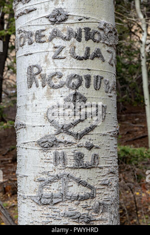 Arborglyphs sind Schnitzereien Eingeätzt in die Rinde von Aspen von Lonely sheepherders in Idaho Stockfoto