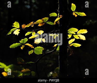 Hintergrundbeleuchtung Blätter Buche (Fagus sylvatica) im Wald. Tipperary, Irland Stockfoto